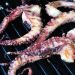 Pulpo vom Grill